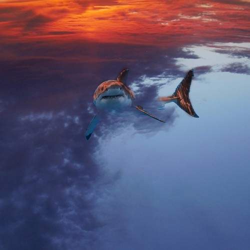 Photo #10835016
