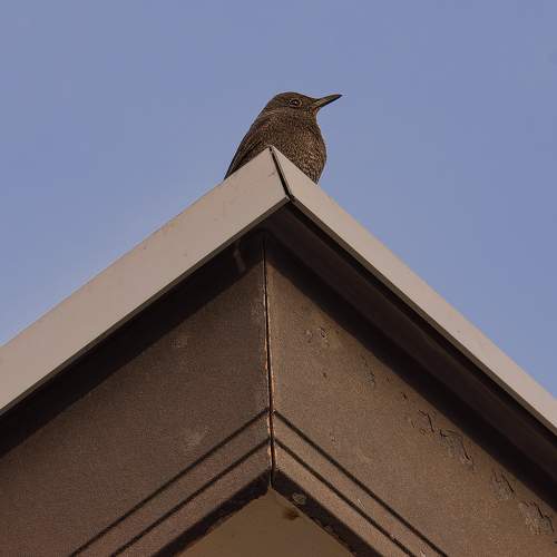 Photo #10835038