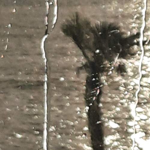 Photo #10835058