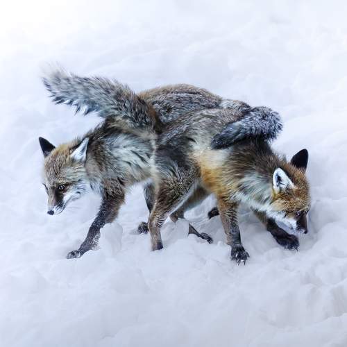 Фотография #10835348