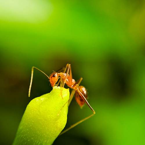Fire ant (solenopis)