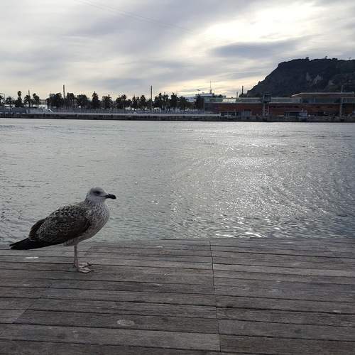 Photo #10836102