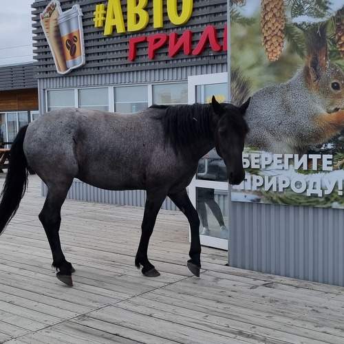 Photo #10836115