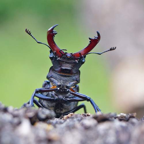 Жук-олень (Lucanus cervus)