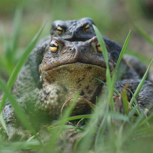 Серая жаба (Bufo bufo)