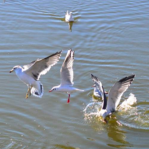 Photo #10837153