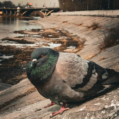 Photo #10838876