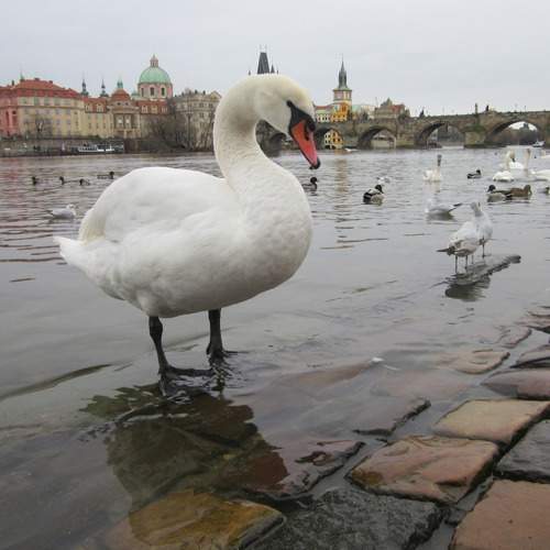 Photo #10839094