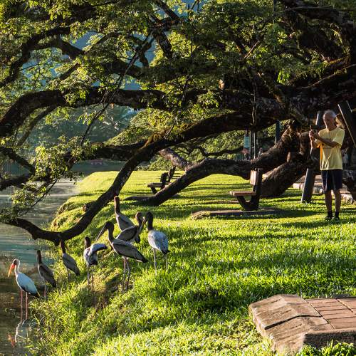 Storks in Taiping lake