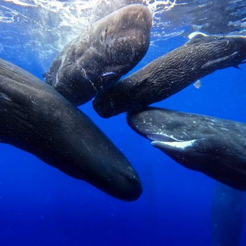 Photo #10839593