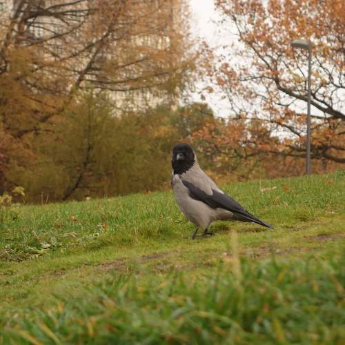 Photo #10842726