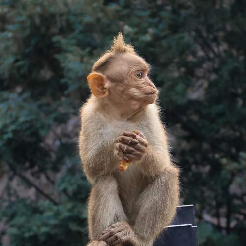 Baby monkey