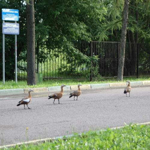 Photo #10844211