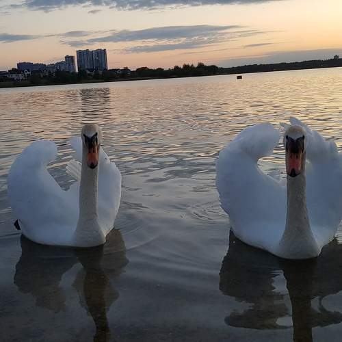Photo #10844217