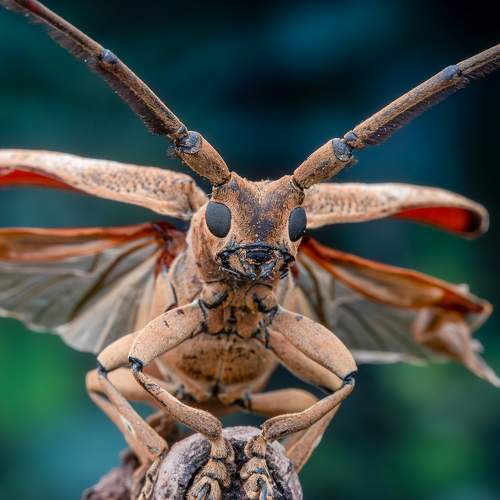 Longhorned beetle