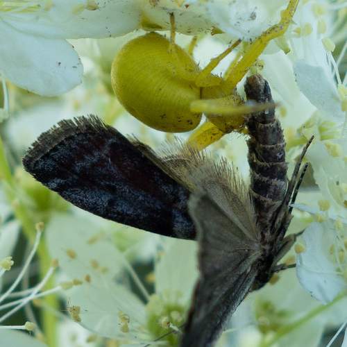 Photo #10847706