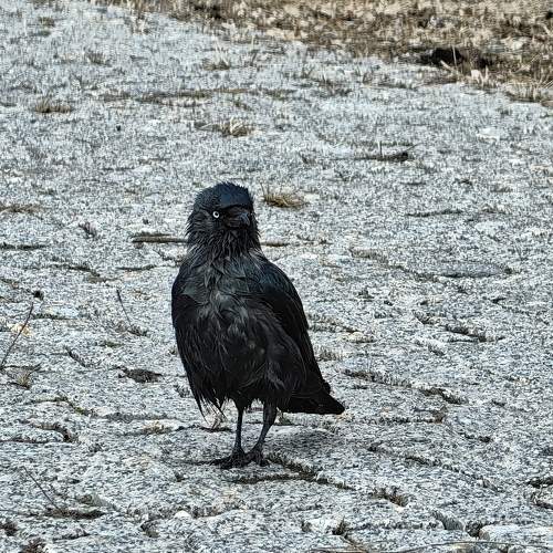 Photo #10847823