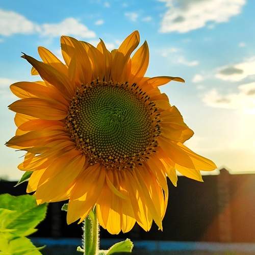 Цветок солнца