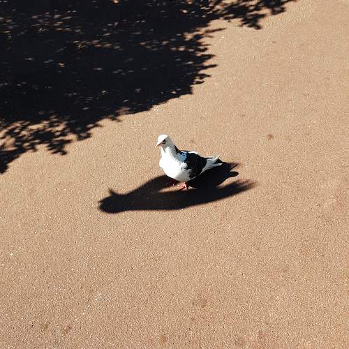 Photo #10849451