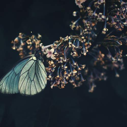 Photo #10849679