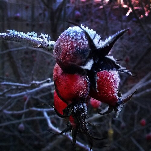 Photo #1086424