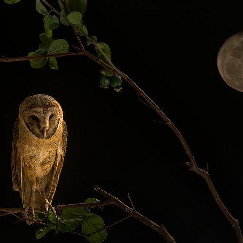 Night Hunter