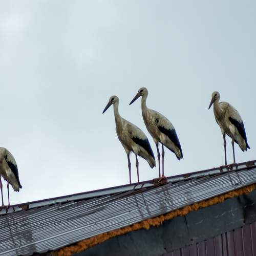 Photo #10851198