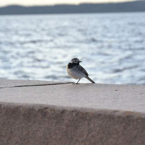 Photo #10853956