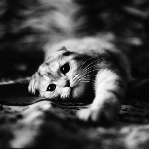 Photo #10854265