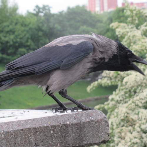 Photo #10855148