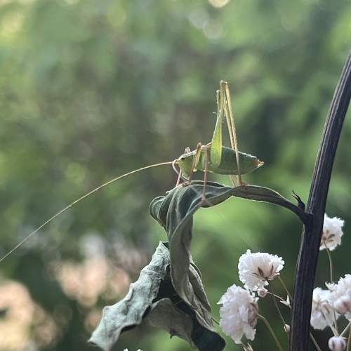 Photo #10855637