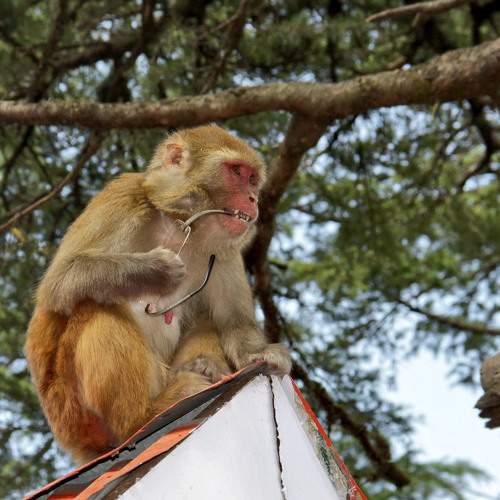 Photo #10855931
