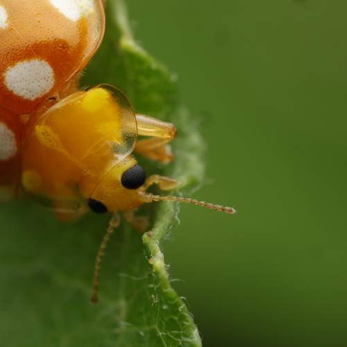 Photo #10857208