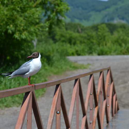 Photo #10857479