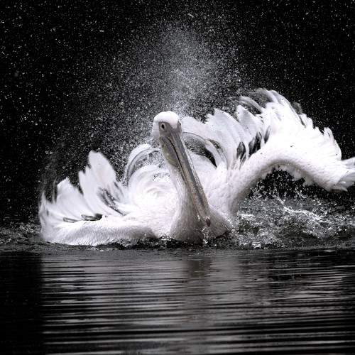 Photo #10857591