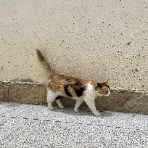Photo #10857901