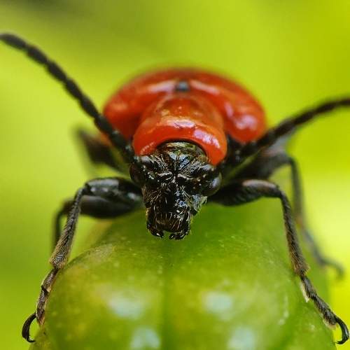 Photo #10858008