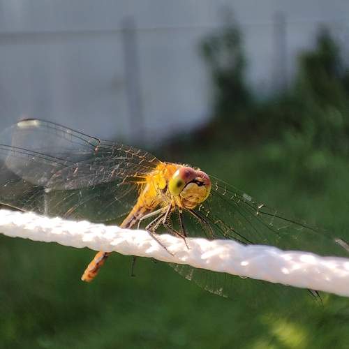 Photo #10858412