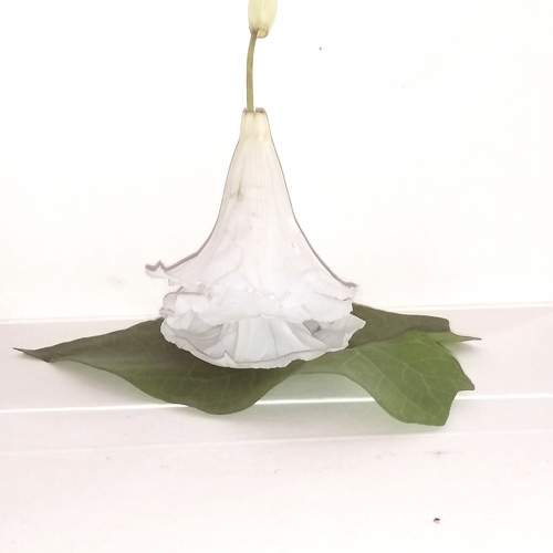 Photo #10860107