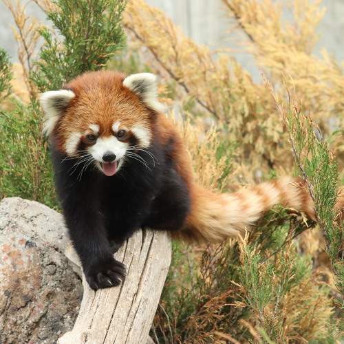Panda roux
