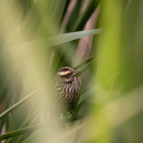 Photo #10861497