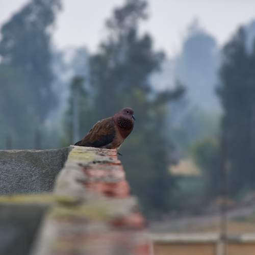 Photo #10861524
