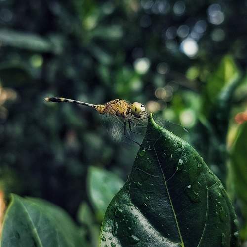 Photo #10862822