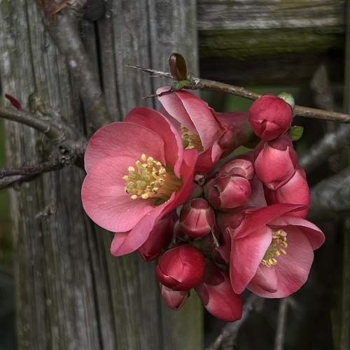 Photo #10863101