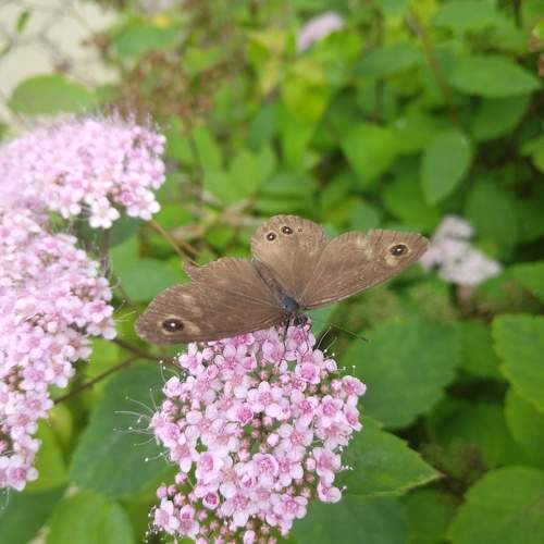Photo #10864067