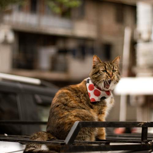 Photo #10865322