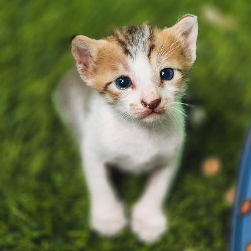 Photo #10866308