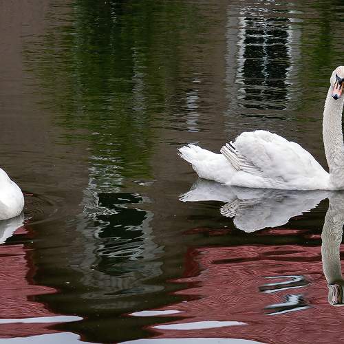 Photo #10866347