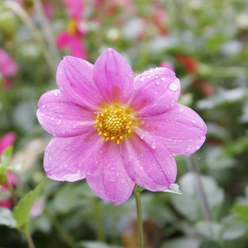Photo #10866629