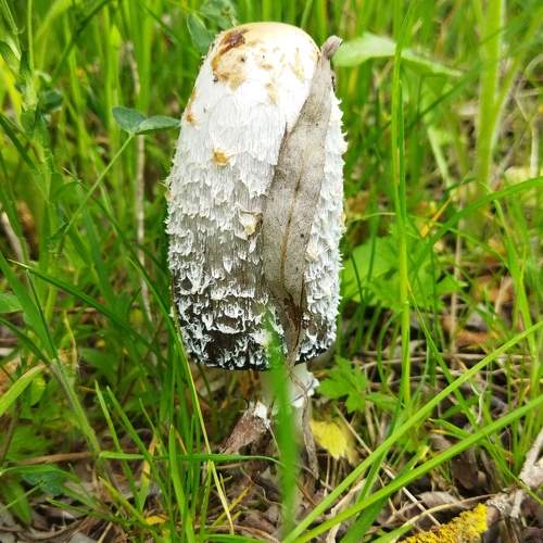 Photo #10866927